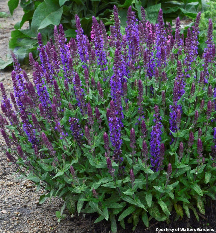 Salvia 'New Dimension Blue'