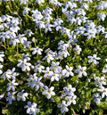 Flat mat of tiny green leaves covered in small pale blue star-shaped flowers between stones