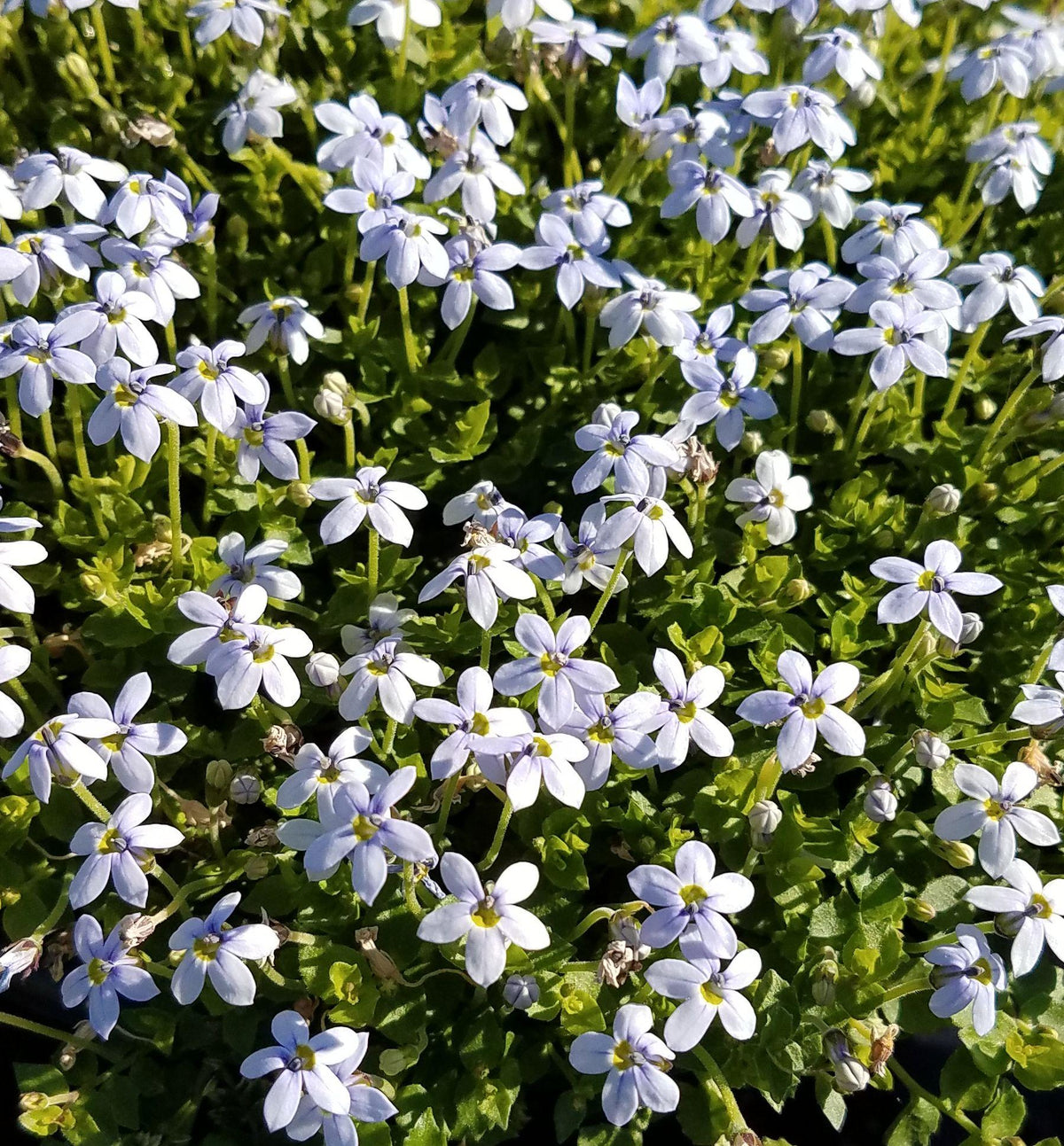Flat mat of tiny green leaves covered in small pale blue star-shaped flowers between stones