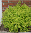 Low mounded shrub with bright golden-yellow leaves and small pink flower clusters