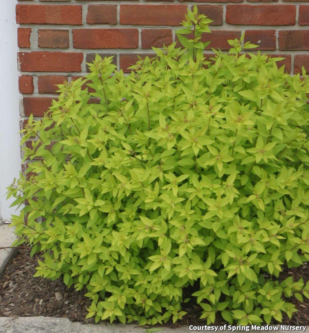 Low mounded shrub with bright golden-yellow leaves and small pink flower clusters