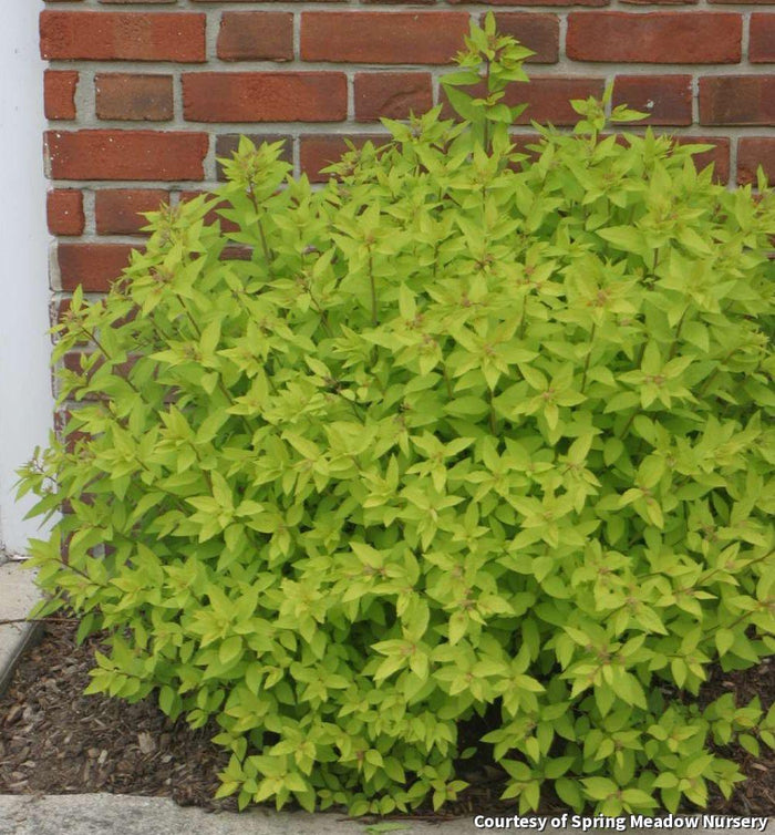 Japanese Spirea 'Gold Mound'