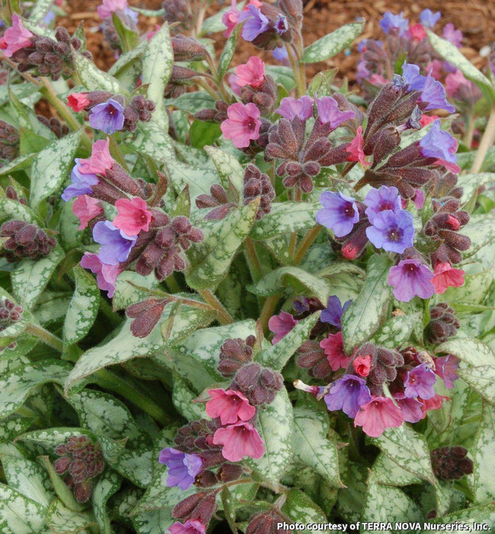 Lungwort 'High Contrast'