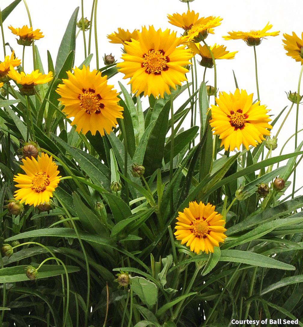 Tickseed with large golden yellow flowers marked with maroon centers on wiry stems