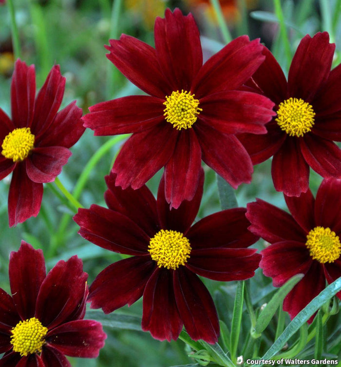 Tickseed Li'l Bang™ 'Red Elf'