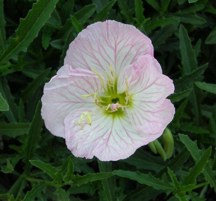 Showy Evening Primrose 'Siskiyou'