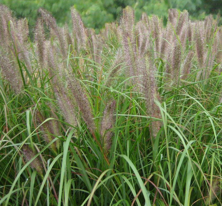 Arching clump of green grass with large fuzzy dark purple bottlebrush plumes