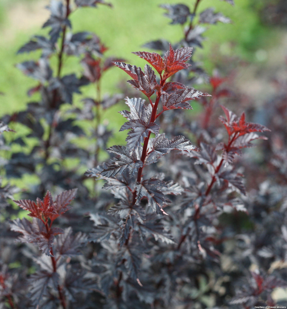 Arching shrub with fine dark burgundy-black leaves and clusters of small white flowers
