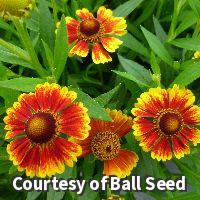 Compact sneezeweed covered in red and golden daisy flowers with brown centers