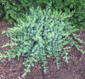 Low trailing juniper forming a dense mat of soft blue-green evergreen foliage