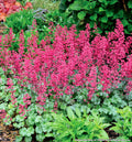 Coral bells with silver-washed green leaves and airy sprays of rose-pink flowers