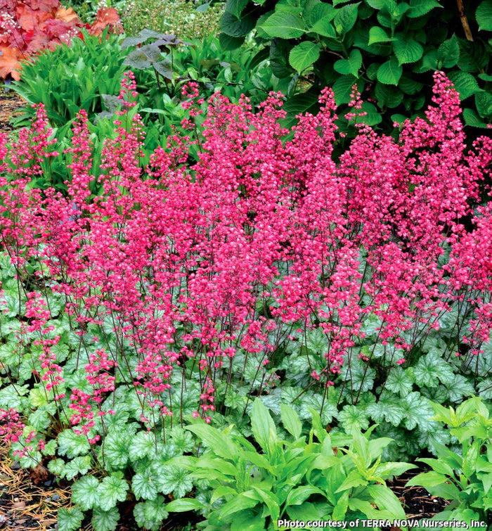 Coral Bells 'Paris'