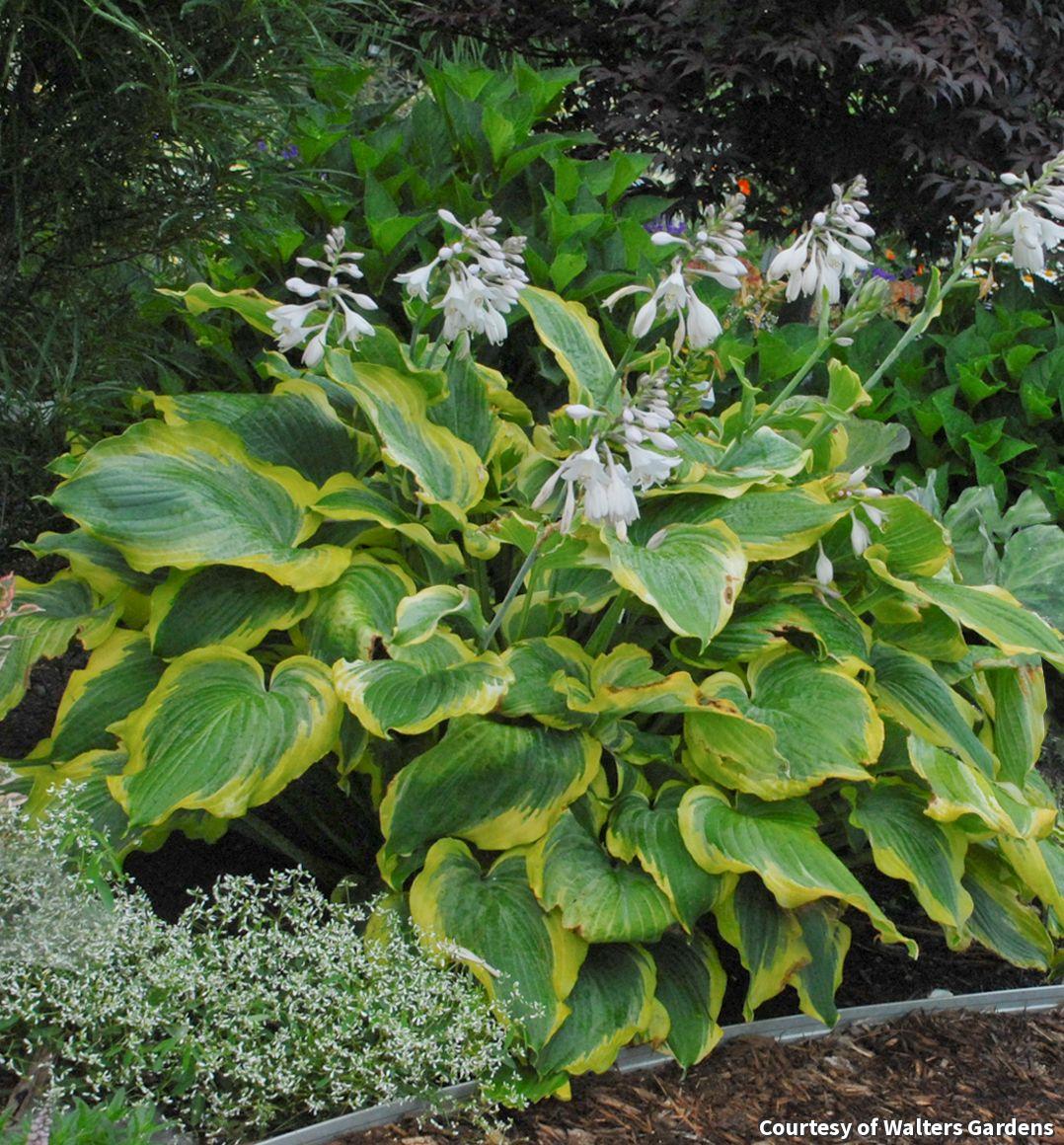 Large hosta with dark green leaves edged in ruffled gold