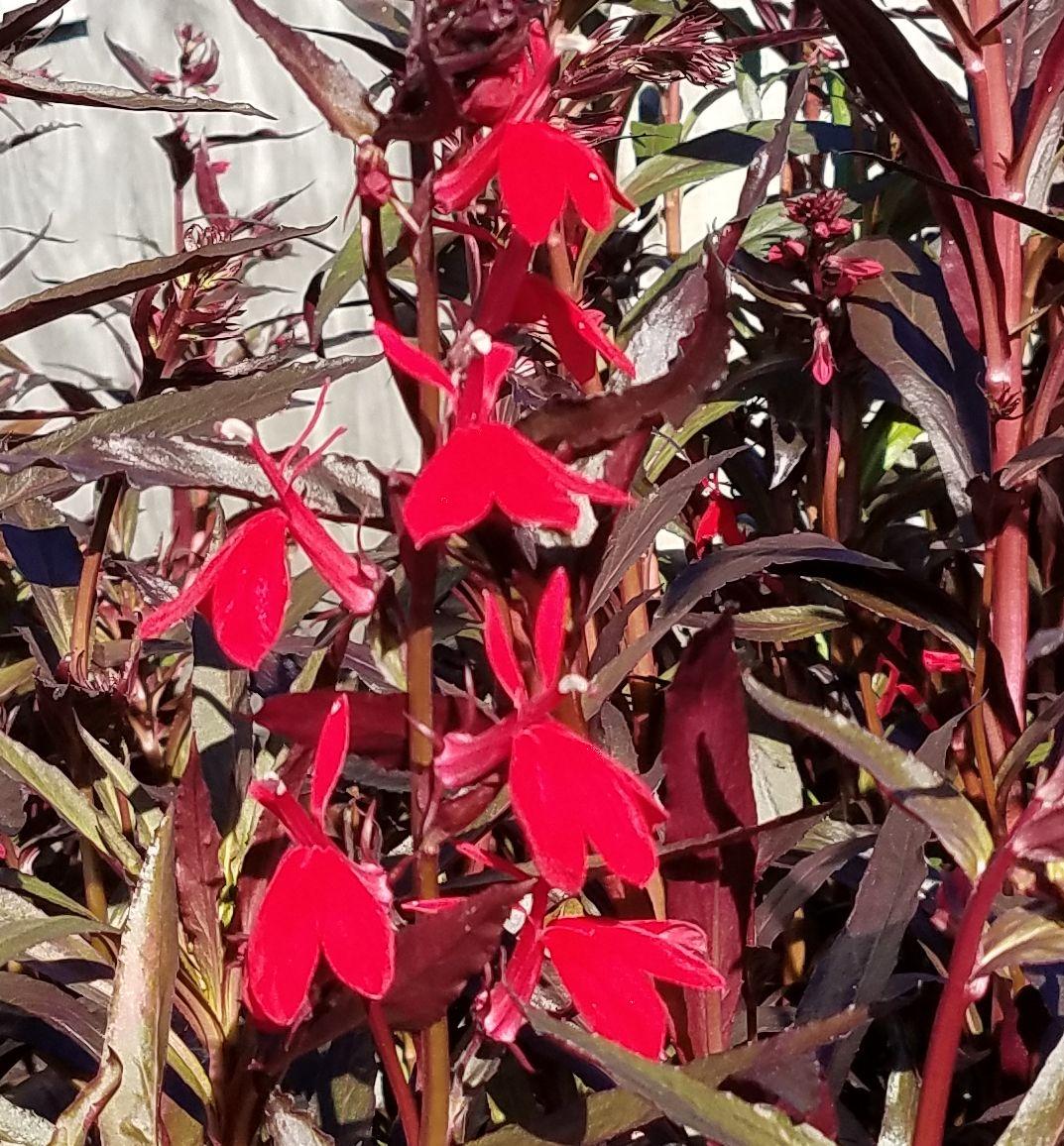 Tall spikes of scarlet flowers on deep maroon stems and leaves