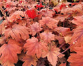 Mound of large deeply lobed burnt-orange leaves with dark red centers
