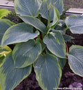 Very large hosta with broad blue-green leaves edged in apple green