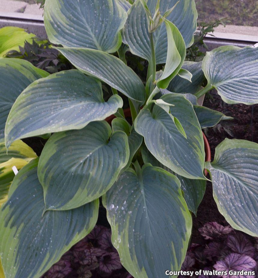 Very large hosta with broad blue-green leaves edged in apple green
