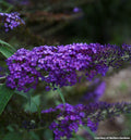 Rounded shrub with long spikes of lavender and blue-purple flowers