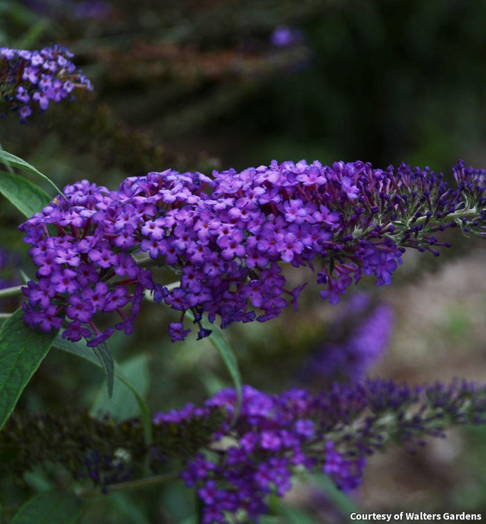 Butterfly Bush Monarch® 'Blue Knight'