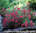 Low spreading rose covered in clusters of small bright red flowers