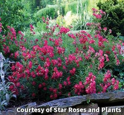 Low spreading rose covered in clusters of small bright red flowers