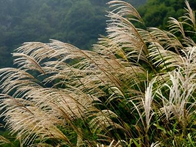 Tall narrow upright clump of green maiden grass topped with pinkish plumes