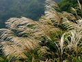 Tall narrow upright clump of green maiden grass topped with pinkish plumes