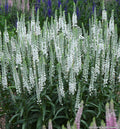 Compact speedwell with upright spikes of white flowers over glossy green leaves