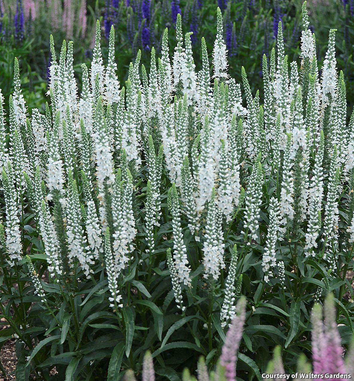 Compact speedwell with upright spikes of white flowers over glossy green leaves