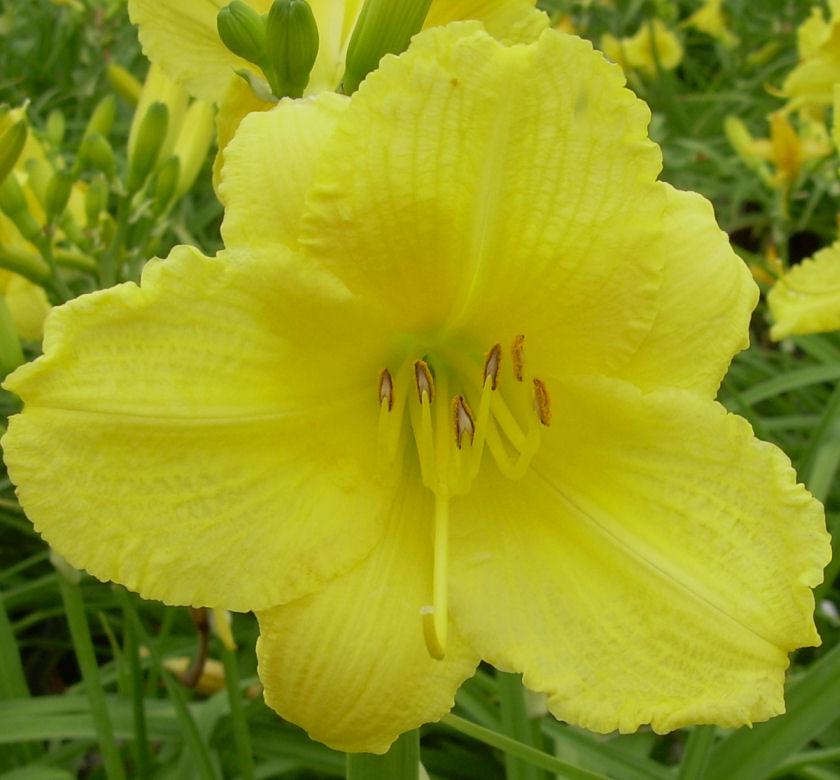 Short daylily with clusters of light lemon-yellow trumpet flowers