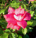 Rounded shrub rose covered in cherry-red open flowers