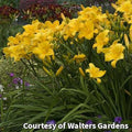 Daylily with large ruffled butter-yellow flowers with a small green throat