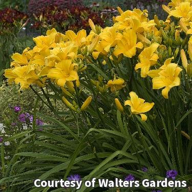 Daylily 'Buttered Popcorn'