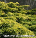 Spreading evergreen shrub with bright golden-yellow lacy foliage