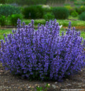 Compact catmint mound with gray-green leaves and deep indigo-blue flower spikes