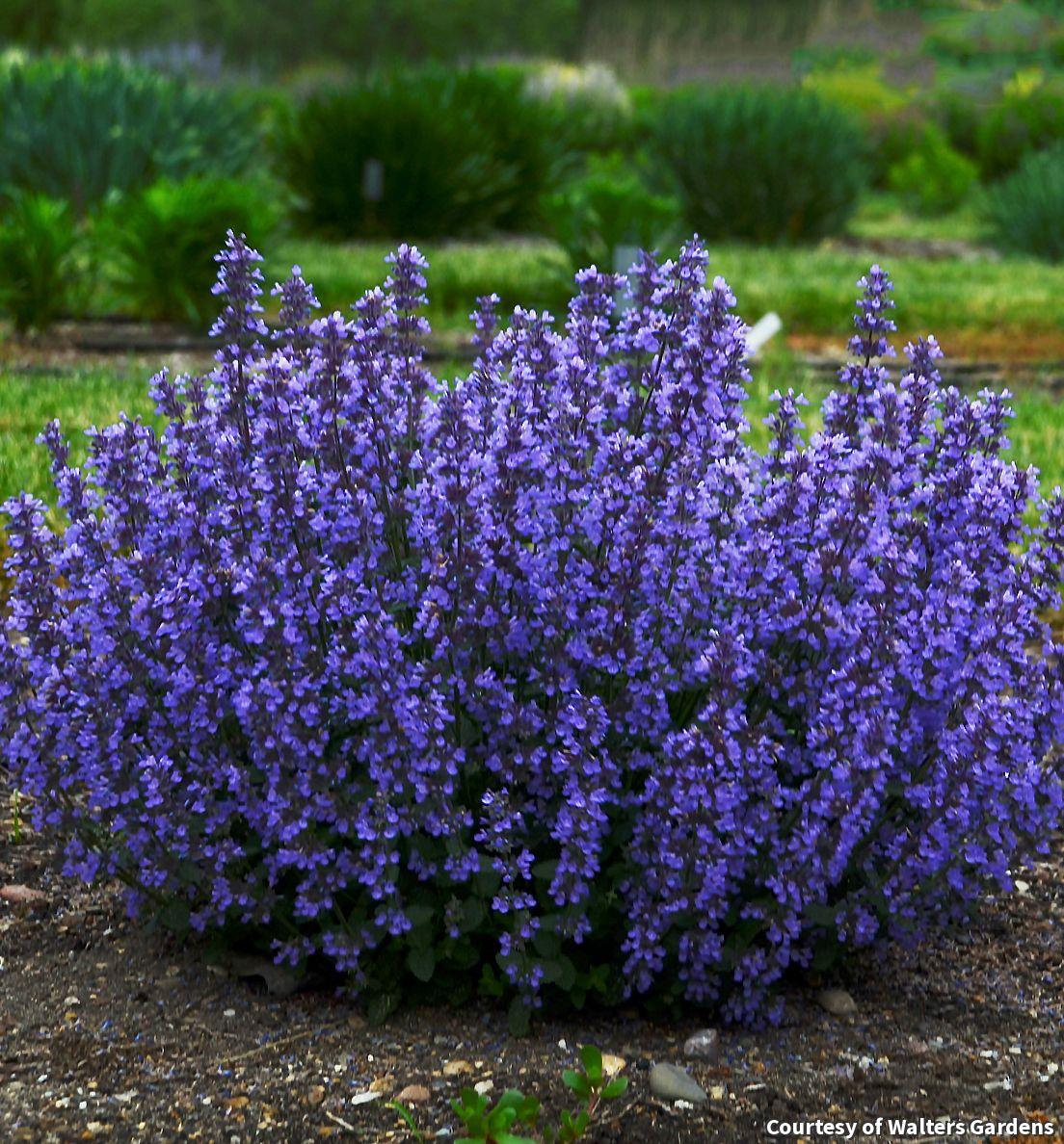 Compact catmint mound with gray-green leaves and deep indigo-blue flower spikes