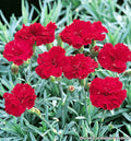 Low tuft of dianthus with double bright red flowers over blue-green grassy leaves