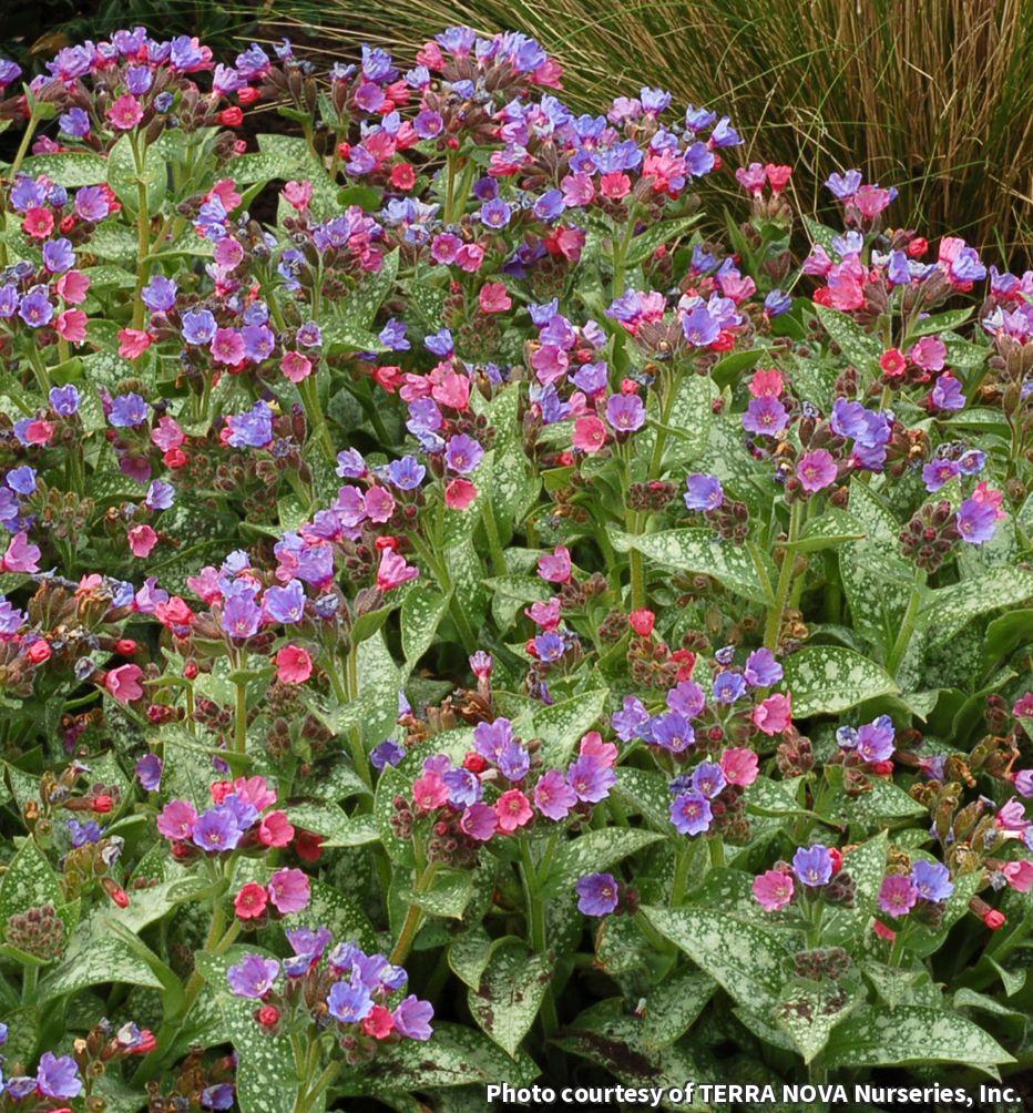 Low lungwort with dark green leaves heavily spotted silver and clusters of pink and violet-blue flowers