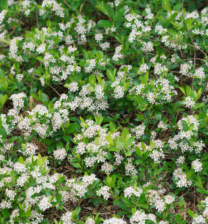 Black Chokeberry Ground Hug®