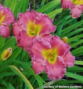 Short daylily with ruffled rosy-red flowers with yellow throats