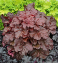 Wide heuchera mound with oversized deep mahogany-red leaves
