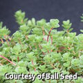 Dense low mat of small scalloped green succulent leaves with clusters of pink star-shaped flowers