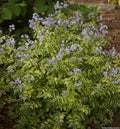 Mound of ladder-like variegated green and white leaflets with small sky-blue bell flowers