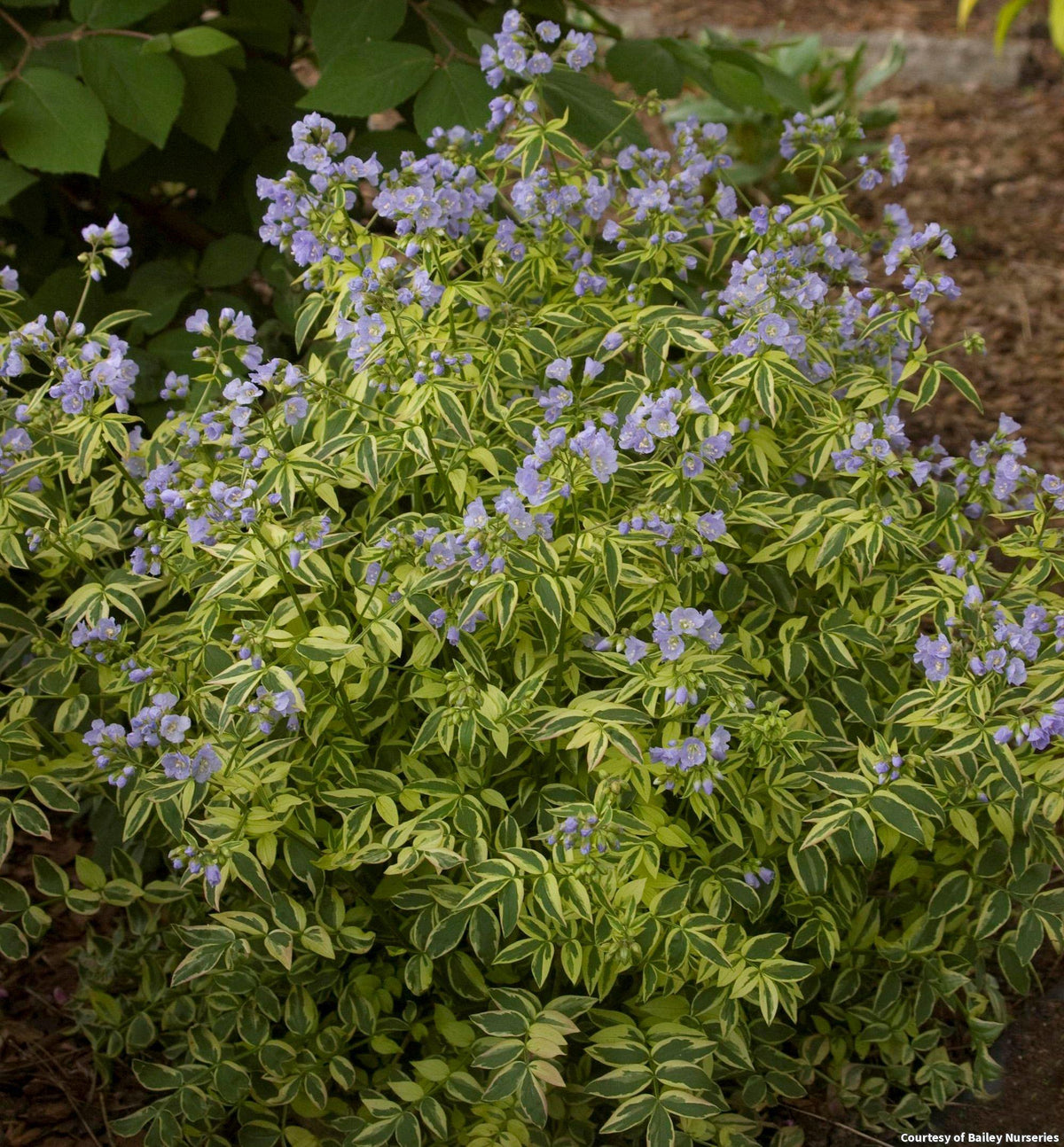 Mound of ladder-like variegated green and white leaflets with small sky-blue bell flowers