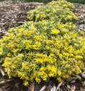 Low spreading sedum with cream and green variegated leaves and clusters of yellow star flowers