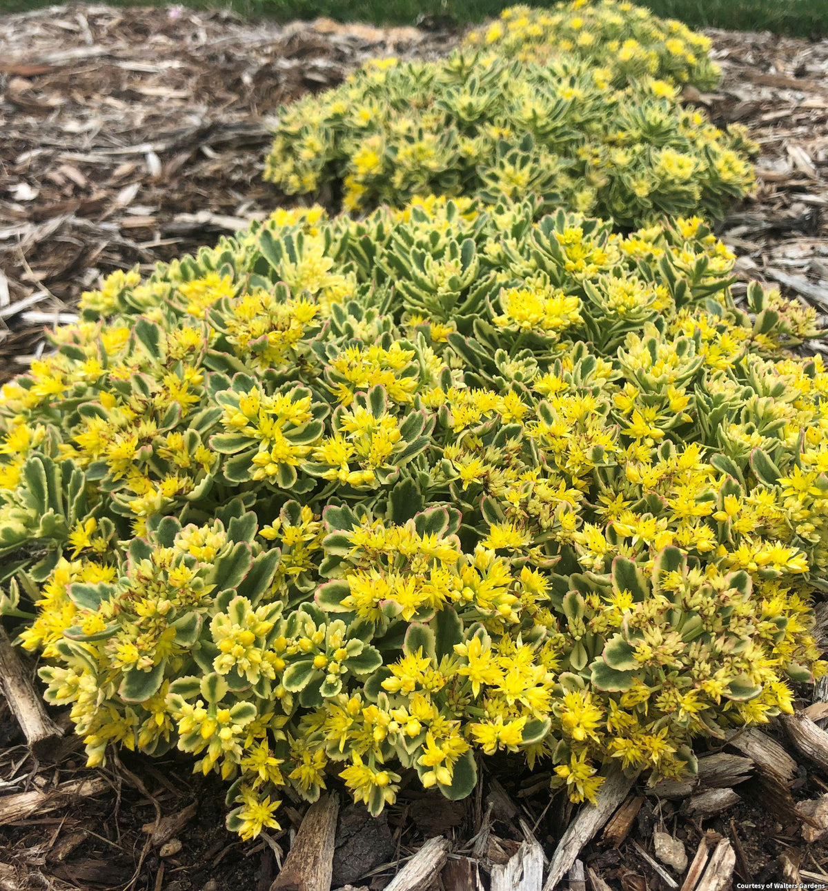 Low spreading sedum with cream and green variegated leaves and clusters of yellow star flowers