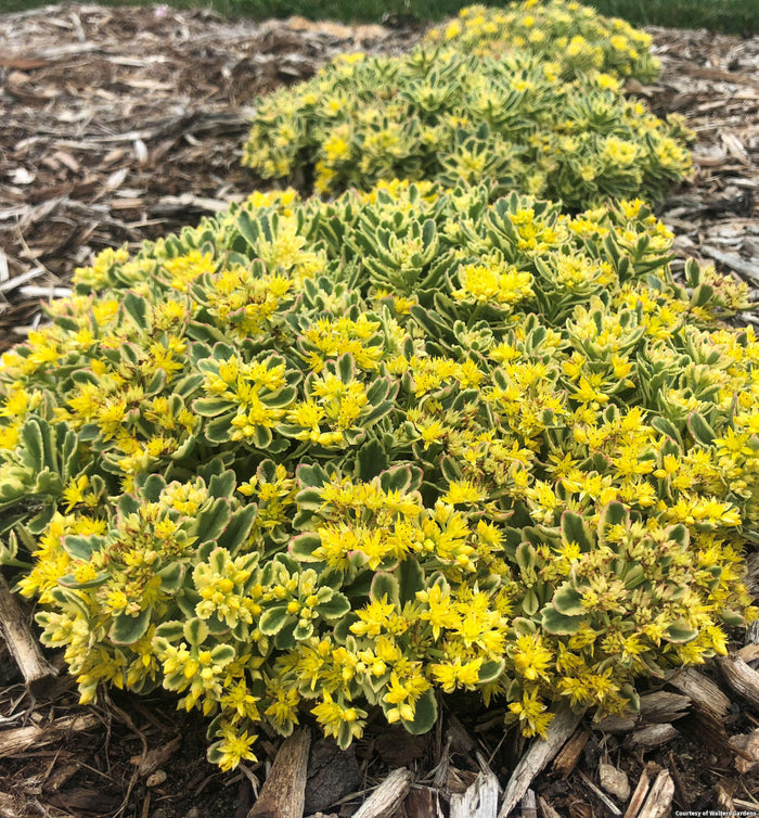 Stonecrop Rock 'N Grow® 'Boogie Woogie'
