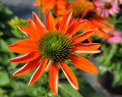 Coneflower Sombrero® Adobe Orange