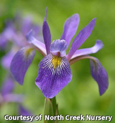 Blue Flag Iris 'Purple Flame'