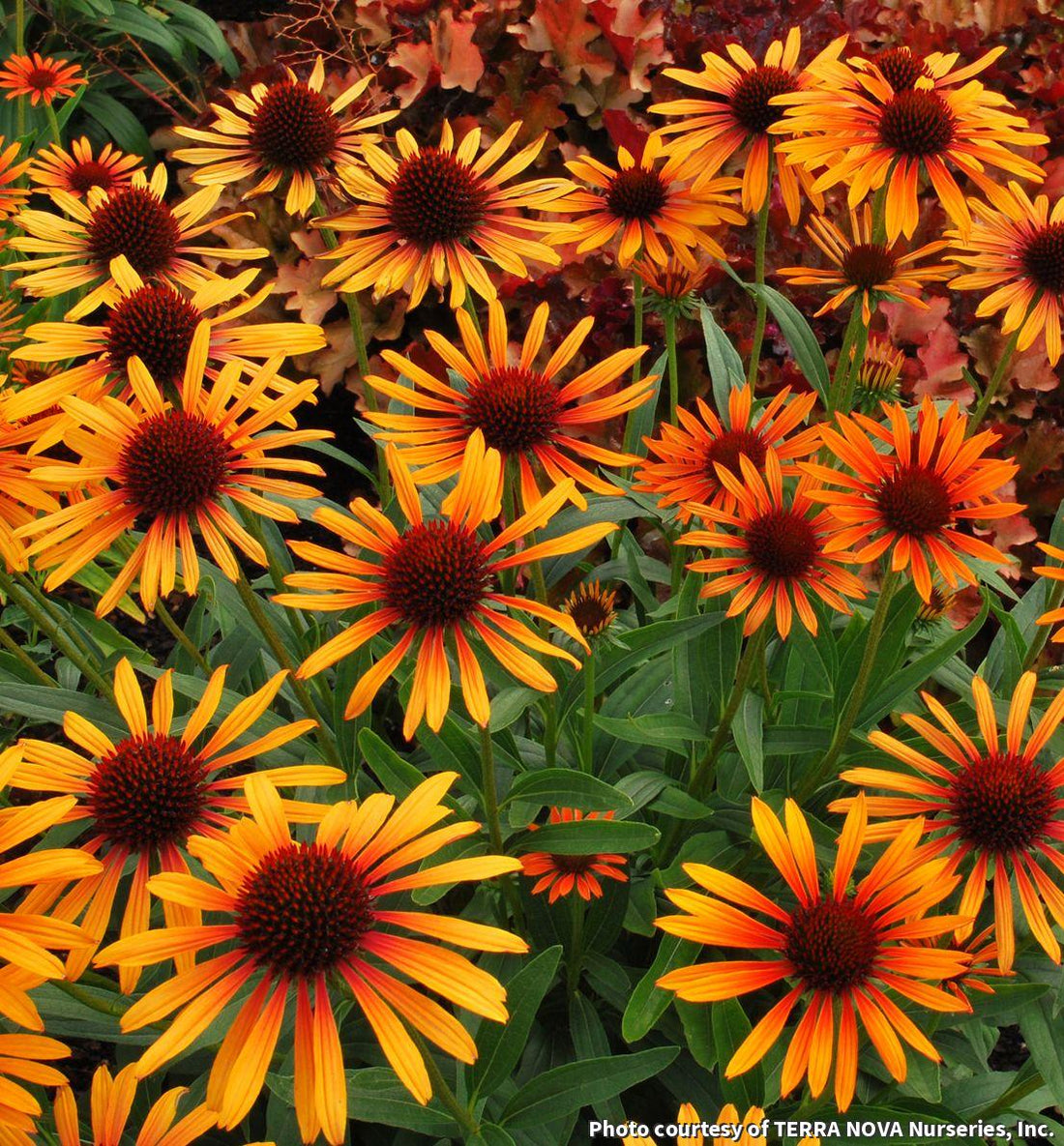 Coneflower with bright orange-red petals around a dark orange-brown cone